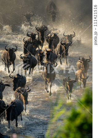 Herd of blue wildebeest gallop across water 111421516