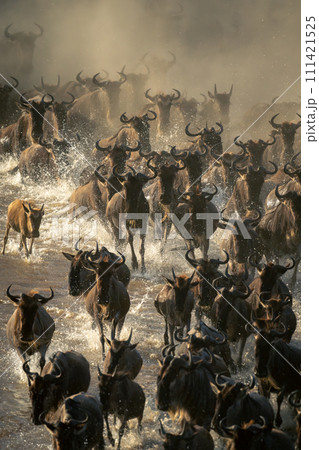 Herd of blue wildebeest galloping through water Herd of blue wildebeest galloping through water 111421525