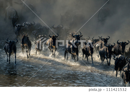 Herd of blue wildebeest race across water Herd of blue wildebeest race across water 111421532