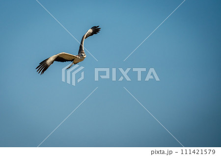Juvenile martial eagle banks across blue sky Juvenile martial eagle banks across blue sky 111421579