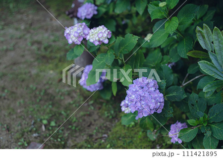 真言宗の総本山高野山境内の紫陽花の花 111421895