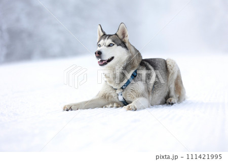 Husky dog lying in snow close-up 111421995