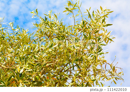 Summer vacation background with olive leaves, blue cloudy sky 111422010