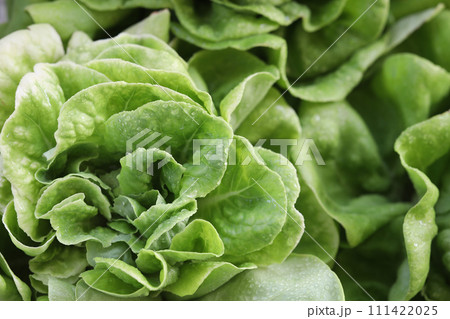 Butterhead Lettuce vegetable macro close up top view 111422025