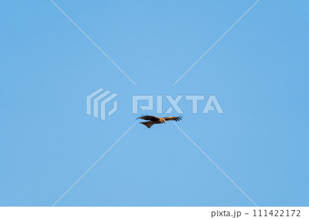空を自由に飛ぶトンビ 111422172