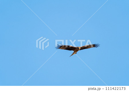 空を自由に飛ぶトンビ 空を自由に飛ぶトンビ 111422173
