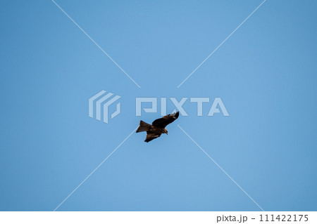 空を自由に飛ぶトンビ 空を自由に飛ぶトンビ 111422175