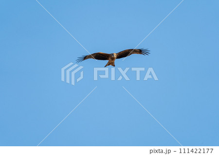 空を自由に飛ぶトンビ 111422177