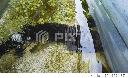 帝釈峡のオオサンショウウオ 111422187