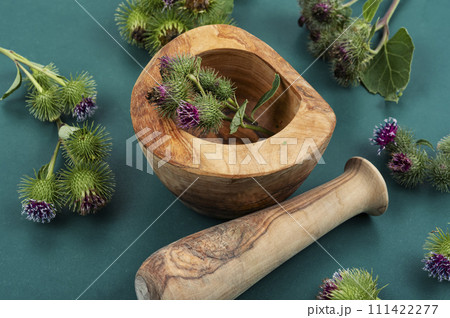Medicinal plant burdock 111422277