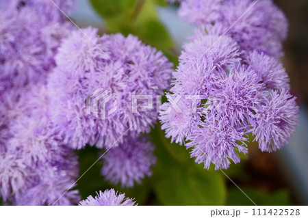 鉢に植えたアゲラタムの花 鉢に植えたアゲラタムの花 111422528