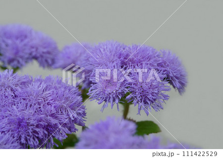 鉢に植えたアゲラタムの花 鉢に植えたアゲラタムの花 111422529