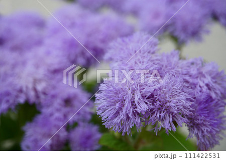 鉢に植えたアゲラタムの花 111422531