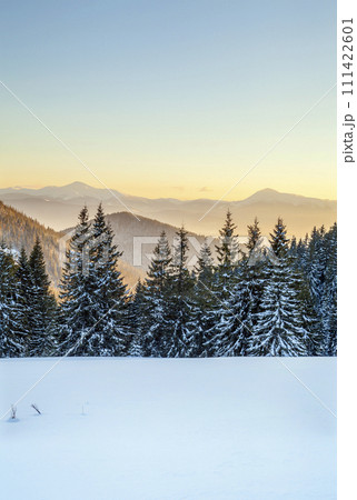 Beautiful winter panorama. Landscape with spruce pine trees, blue sky with sun light and high Carpathian mountains on background. Beautiful winter panorama. Landscape with spruce pine trees, blue sky with sun light and high Carpathian mountains on background. 111422601
