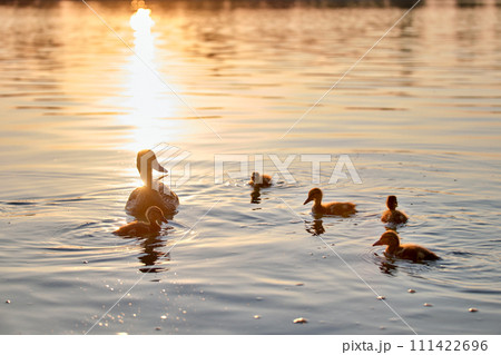 Wild duck family of mother bird and her chicks swimming on lake water at bright sunset. Birdwatching concept 111422696