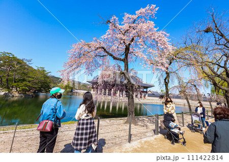 Gyeongbokgung palace with cherry blossom tree in spring time in seoul city of kore, April 10, 2016 in Seoul, South Korea. Gyeongbokgung palace with cherry blossom tree in spring time in seoul city of kore, April 10, 2016 in Seoul, South Korea. 111422814