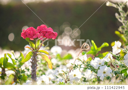 Red flower with green leaves and buds blooming outdoors on green summer background 111422945