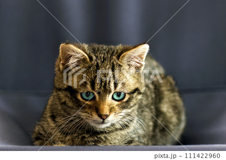 Portrait close-up picture on little cat with blue eyes 111422960