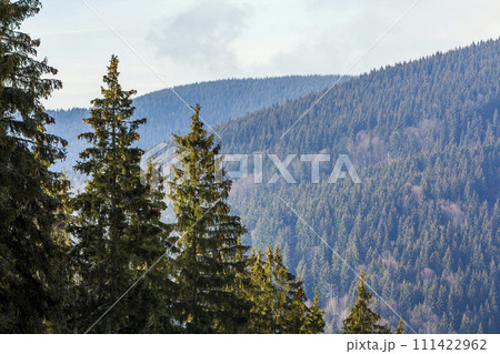 Pine trees in mountain forest 111422962