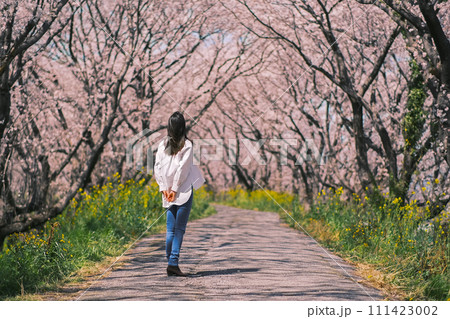 桜を見上げる女性（岐阜県大垣市曽根町 大島堤) 111423002