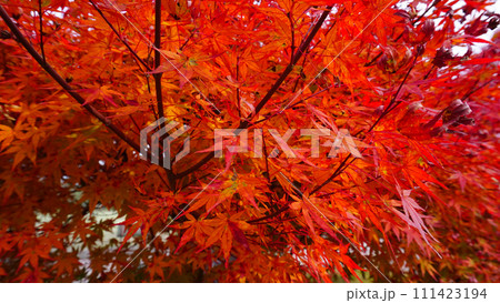 広島県で撮影した紅葉 111423194
