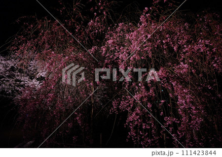 思わず息を呑む美しさの夜桜見物 思わず息を呑む美しさの夜桜見物 111423844