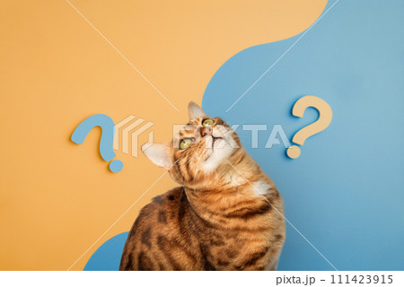 Cute curious cat with question marks 111423915