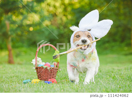 Funny looking dog with bunny ears holding paintbrush dyes eggs for Easter egg hunt in garden Funny looking dog with bunny ears holding paintbrush dyes eggs for Easter egg hunt in garden 111424062