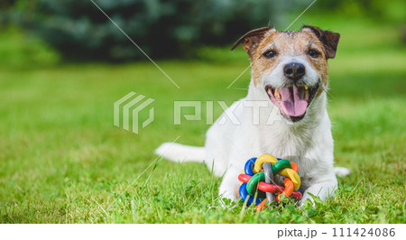 Happy smiling dog lying on grass with colorful pet toy ball Happy smiling dog lying on grass with colorful pet toy ball 111424086