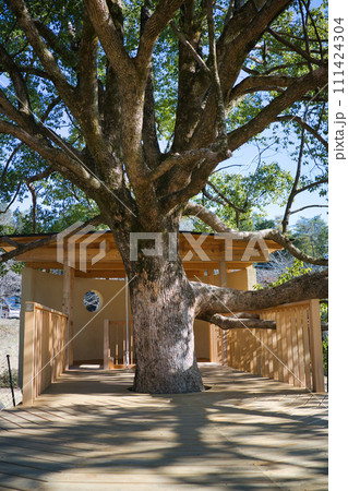 公園にある大きな大木と特徴的なウッドデッキ遊具 111424304