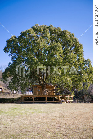 公園にある大きな大木と特徴的なウッドデッキ遊具 公園にある大きな大木と特徴的なウッドデッキ遊具 111424307