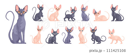 A large set of Sphynx kittens in different dynamic poses. Cute Sphynx cat sits, stands and lies. Cartoon vector style. 111425108