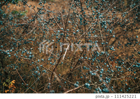 Wild acid ripe sloe - Prunus spinosa in autumn nature. Botany, plants concept. 111425221