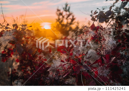 Autumn golden nature background. Red tree branch. Fall. Amazing colorful october 111425241