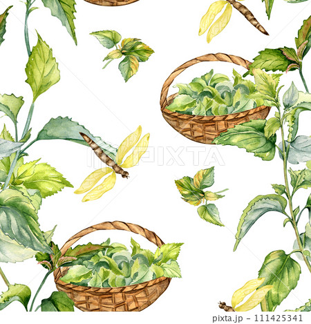 Nettle herbal plant with basket watercolor seamless pattern isolated on white. Illustration of stinging plant and dragonfly hand drawn. Print of useful herb. Design for textile, package, wallpaper Nettle herbal plant with basket watercolor seamless pattern isolated on white. Illustration of stinging plant and dragonfly hand drawn. Print of useful herb. Design for textile, package, wallpaper 111425341