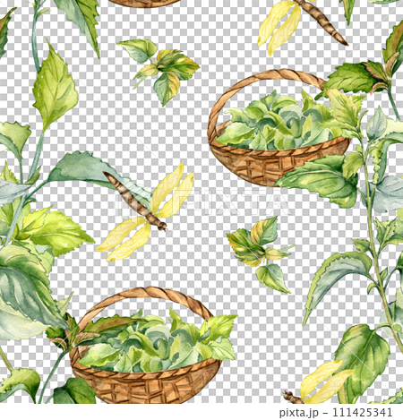 Nettle herbal plant with basket watercolor seamless pattern isolated on white. Illustration of stinging plant and dragonfly hand drawn. Print of useful herb. Design for textile, package, wallpaper Nettle herbal plant with basket watercolor seamless pattern isolated on white. Illustration of stinging plant and dragonfly hand drawn. Print of useful herb. Design for textile, package, wallpaper 111425341