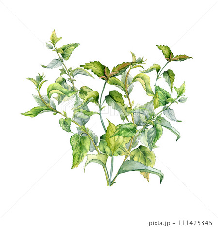 Bush of nettle in watercolor isolated on white. Illustration of the herbal plant Urticaria dioica. Stinging plant with green leaves, seeds hand drawn. Element for label, packaging, apothecary Bush of nettle in watercolor isolated on white. Illustration of the herbal plant Urticaria dioica. Stinging plant with green leaves, seeds hand drawn. Element for label, packaging, apothecary 111425345