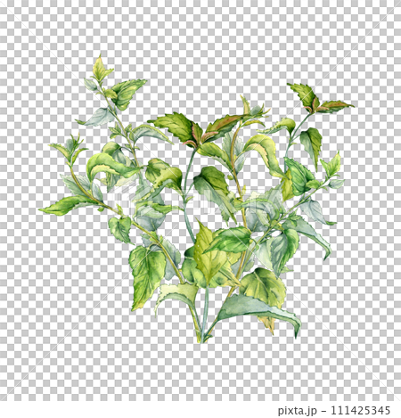 Bush of nettle in watercolor isolated on white. Illustration of the herbal plant Urticaria dioica. Stinging plant with green leaves, seeds hand drawn. Element for label, packaging, apothecary 111425345