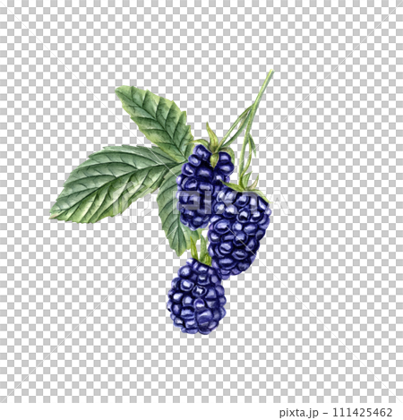 Blackberry branch. Three ripe Brambles with leaves. Forest and garden berries. Navy Dewberry. Watercolor botanical illustration. For template, package, cookbook. 111425462