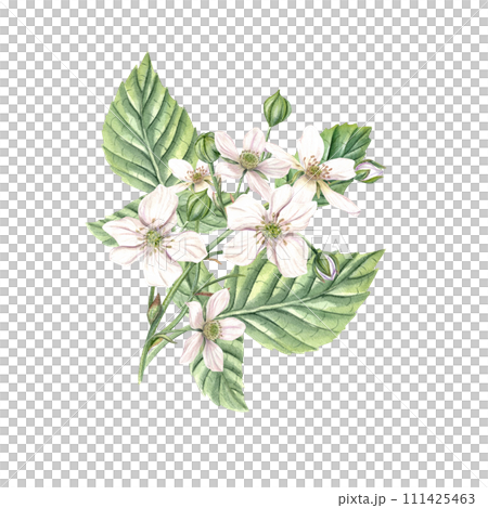 Bouquet of white blackberry flowers with green leaves. Bud, flower, branch. Bramble, dewberry. Forest blooming blue berry. Watercolor botanical illustration . For design, package, cookbook. 111425463