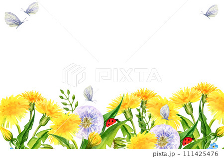 watercolor horizontal frame with summer field flowers, hand draw illustration of yellow dandelions and blow balls, leaves, herbs, butterfly on white background 111425476