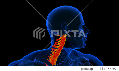 Human Skeleton Vertebral Column Vertebrae Anatomy 3d rendering Human Skeleton Vertebral Column Vertebrae Anatomy 3d rendering 111425495