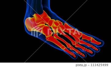 Human Skeleton Foot bones Anatomy For Medical Concept 111425499