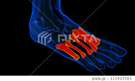 Human skeleton metatarsal bone anatomy for medical concept 3D rendering 111425503