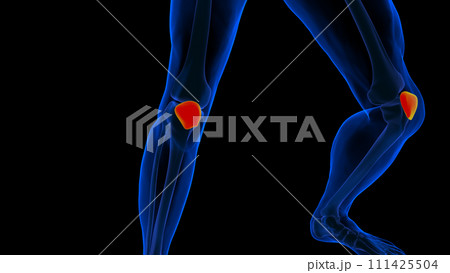 Human skeleton anatomy patella bone 3D rendering 111425504