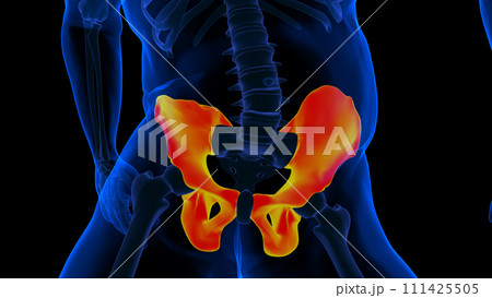Human skeleton hip or pelvic girdle anatomy for medical Concept 3D rendering 111425505