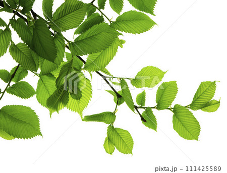 Twigs with beautiful green leaves isolated on a white background. Botanical element .template Twigs with beautiful green leaves isolated on a white background. Botanical element .template 111425589