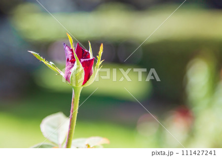 A dark red rose flower that has just begun to open its bud against the background of a blurry background of garden beds on a sunny day. Flowering stage A dark red rose flower that has just begun to open its bud against the background of a blurry background of garden beds on a sunny day. Flowering stage 111427241