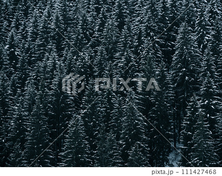 Misty winter Carpathian Mountains view fog landscape. Snowy spruce pine forest in Carpathians. Fir trees with white snow Misty winter Carpathian Mountains view fog landscape. Snowy spruce pine forest in Carpathians. Fir trees with white snow 111427468