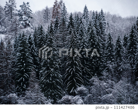 Misty winter Carpathian Mountains view fog landscape. Snowy spruce pine forest in Carpathians. Fir trees with white snow Misty winter Carpathian Mountains view fog landscape. Snowy spruce pine forest in Carpathians. Fir trees with white snow 111427486